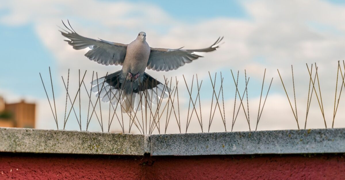 Bird Proofing